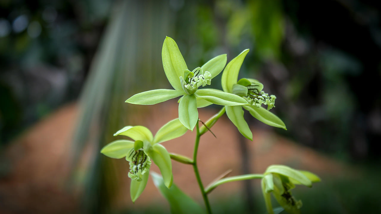 Green Orchids
