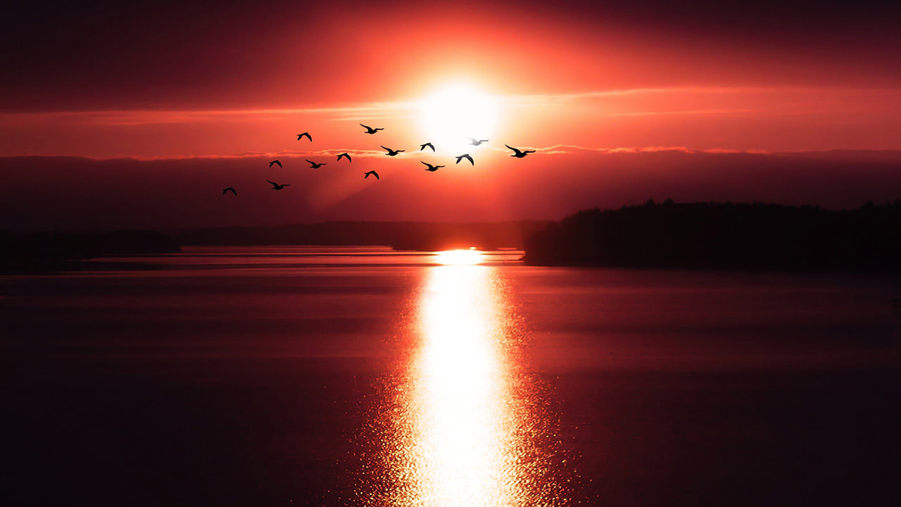 Flying Birds Over Sunset