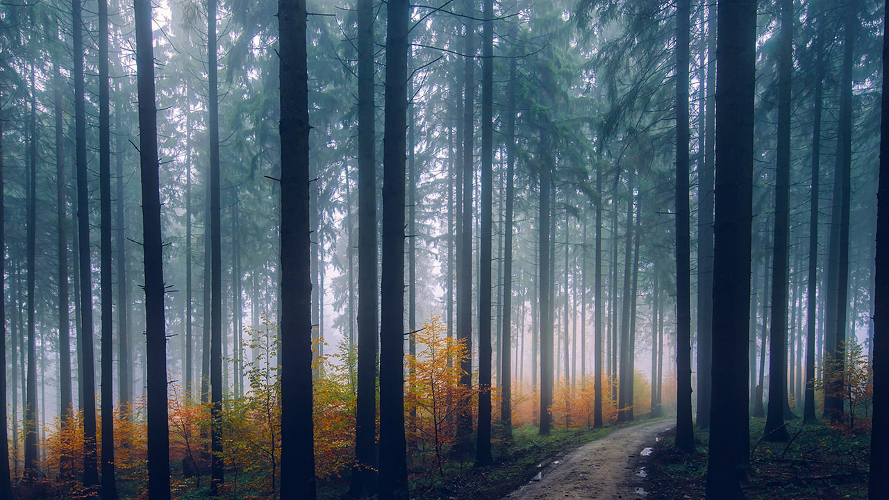 Misty Forest Path