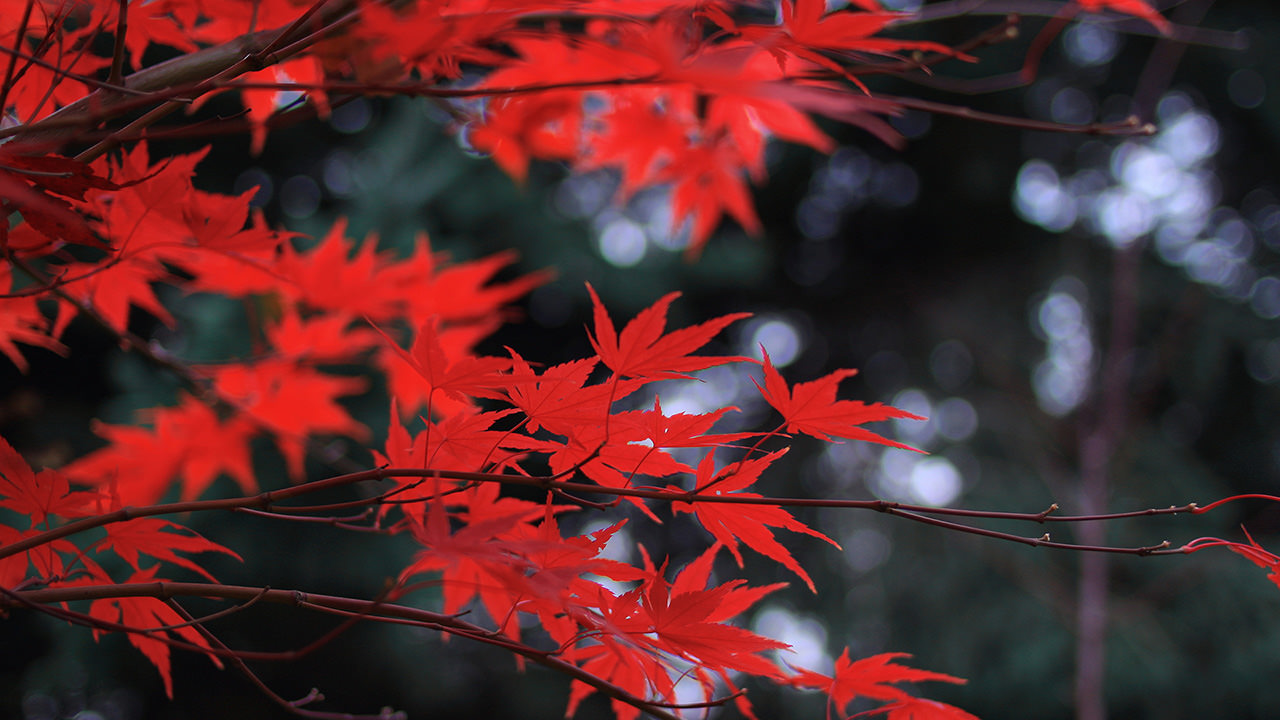 Autumn Red Leaves