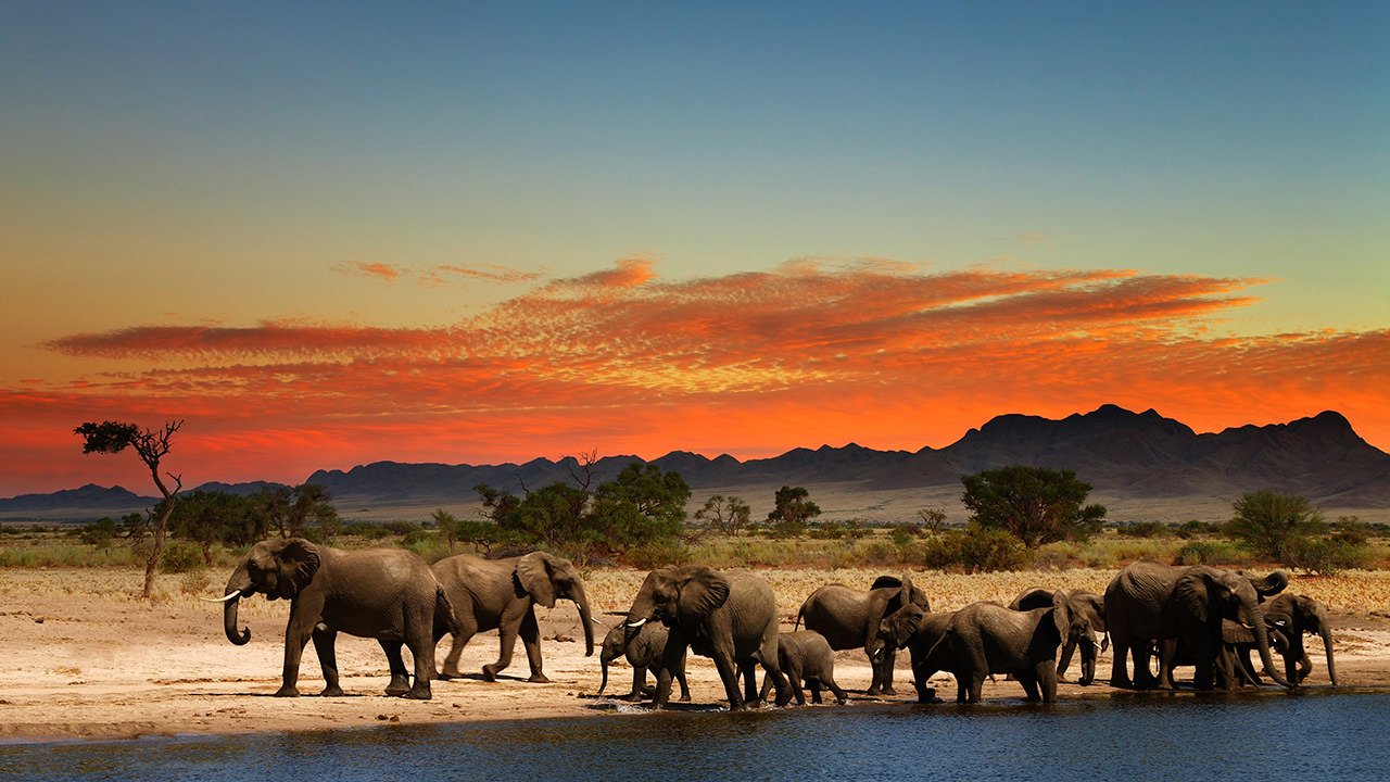 Africa Savanna Elephants