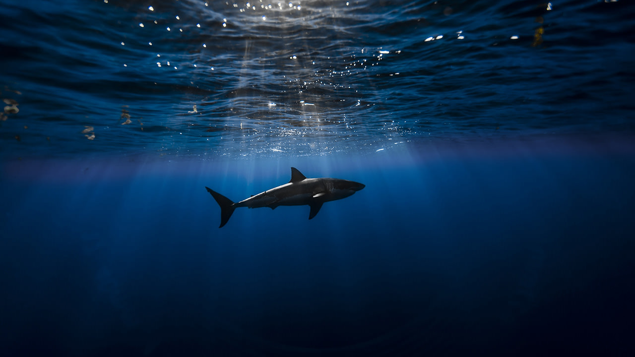Underwater Shark
