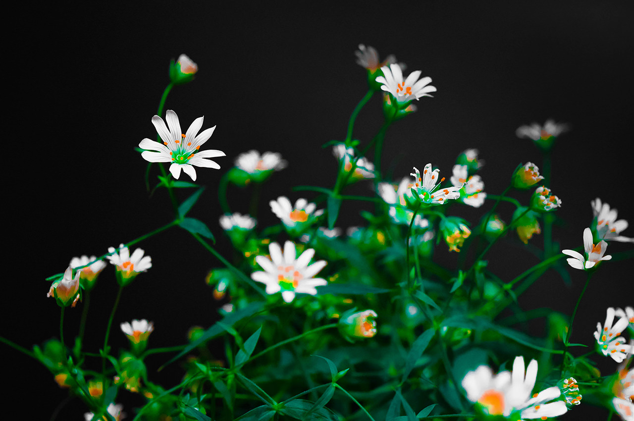 Bouquet