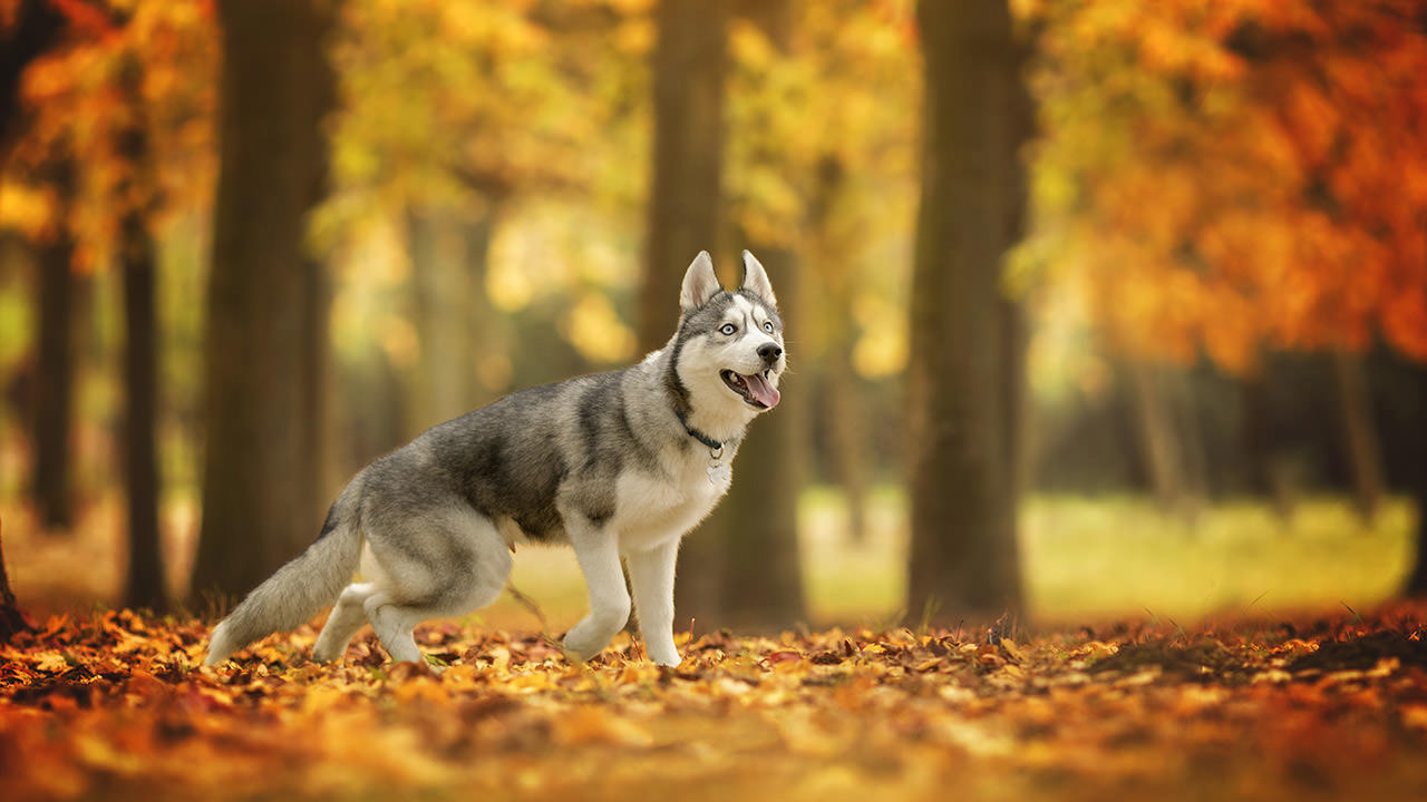 Autumn Sakhalin Husky