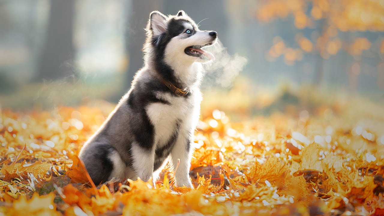 Autumn Siberian Husky