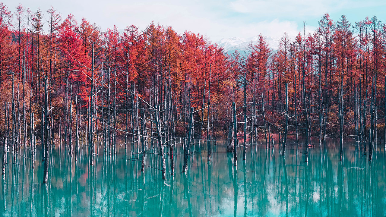 Flooded forest