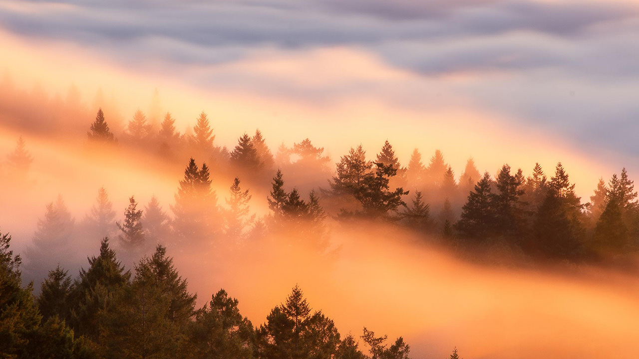 Foggy Forest Sunset