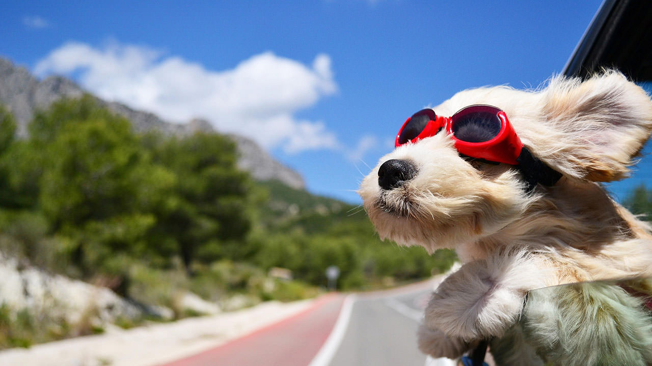 Dog with Goggles