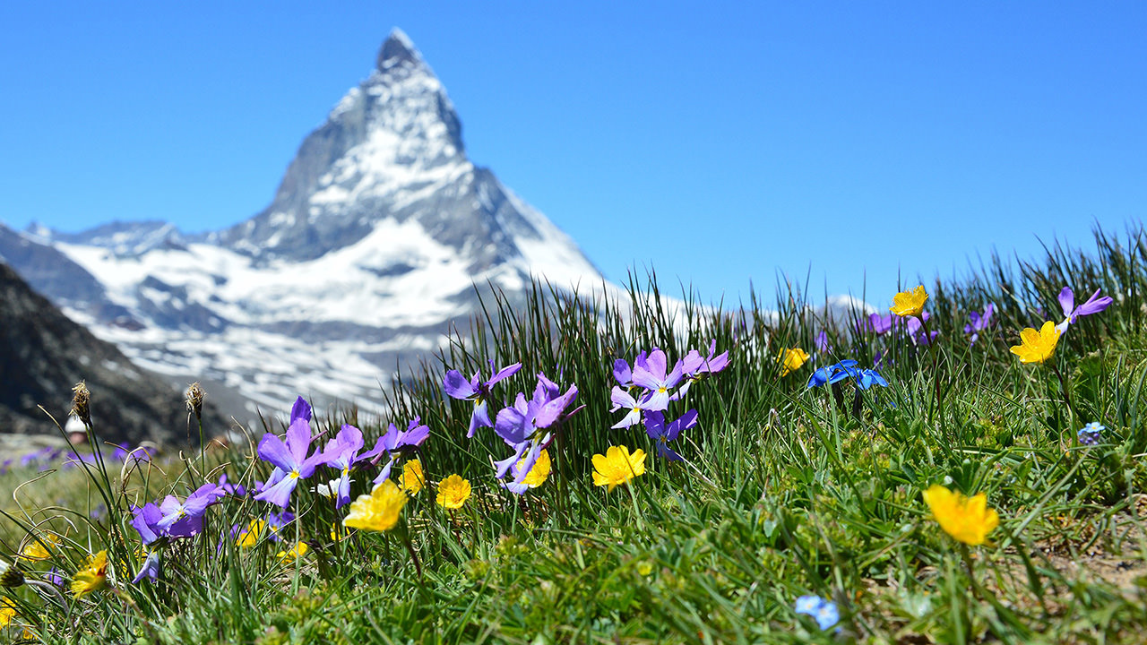 Spring Matterhorn