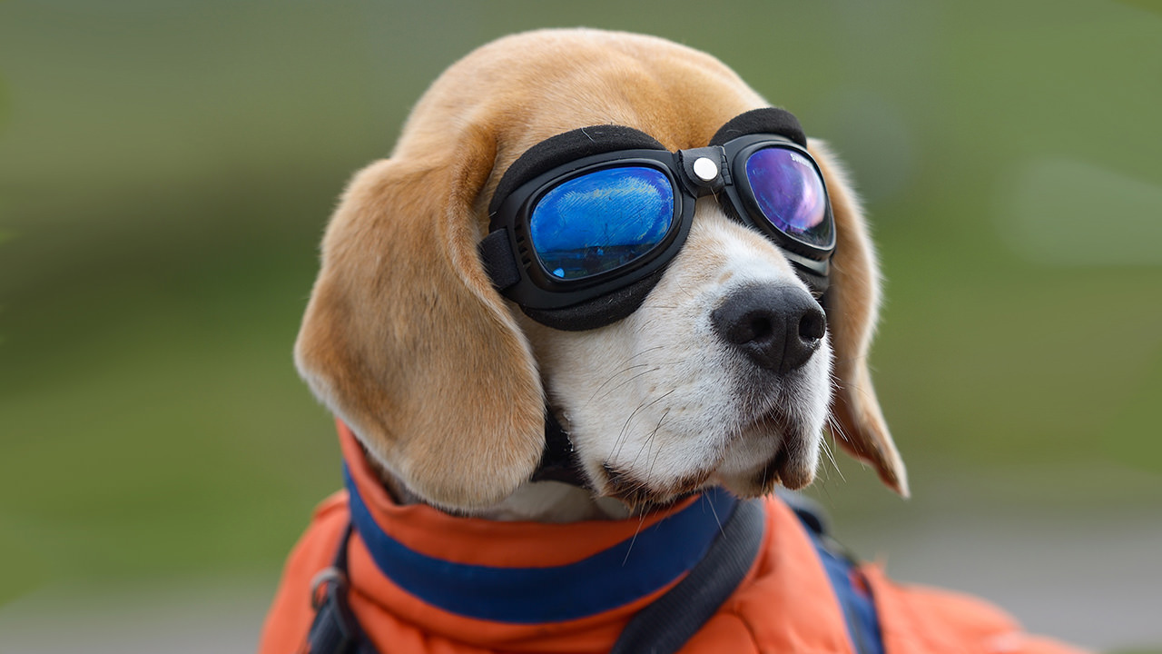 Beagle Goggles