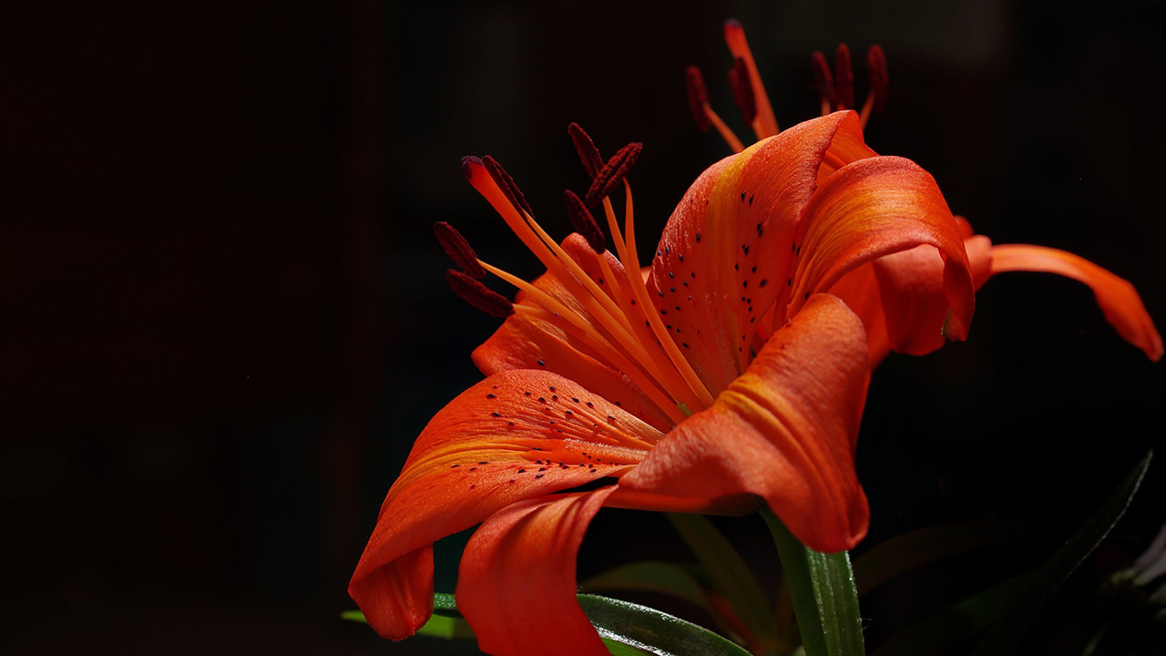 Red Tiger Lily