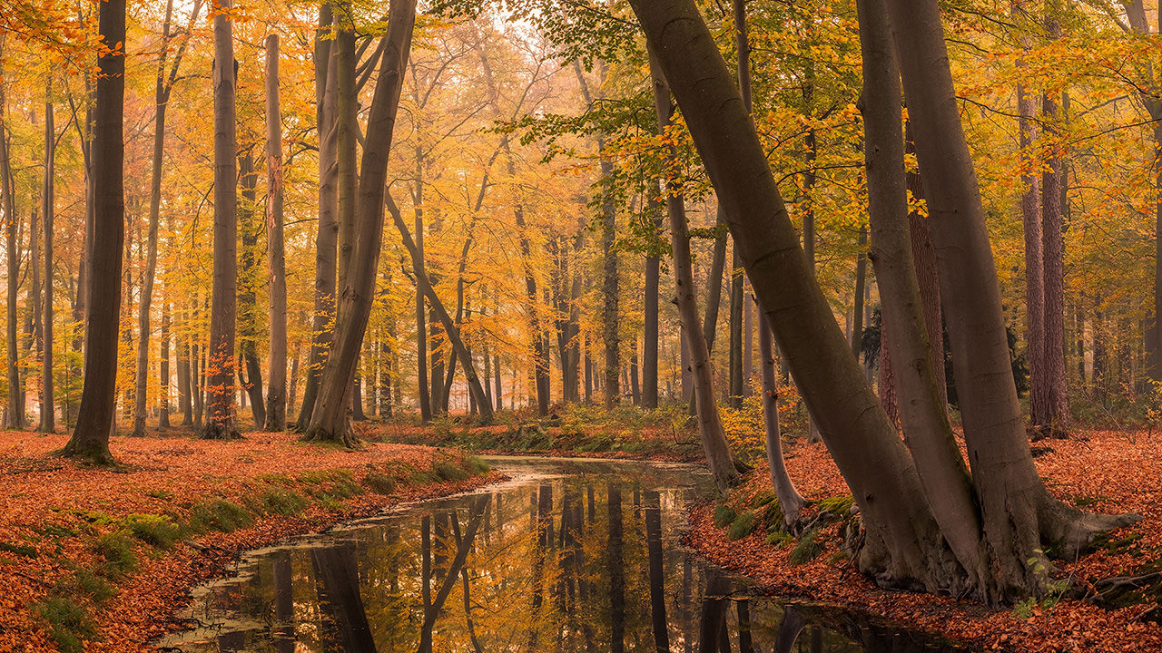Autumn Forests