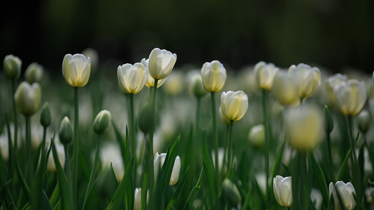 White Tulips