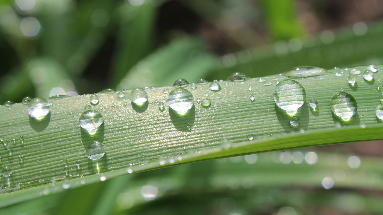 Dewdrops on Green Grass
