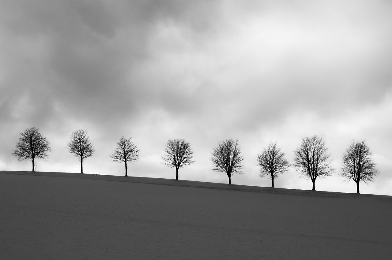 Trees Monochrome