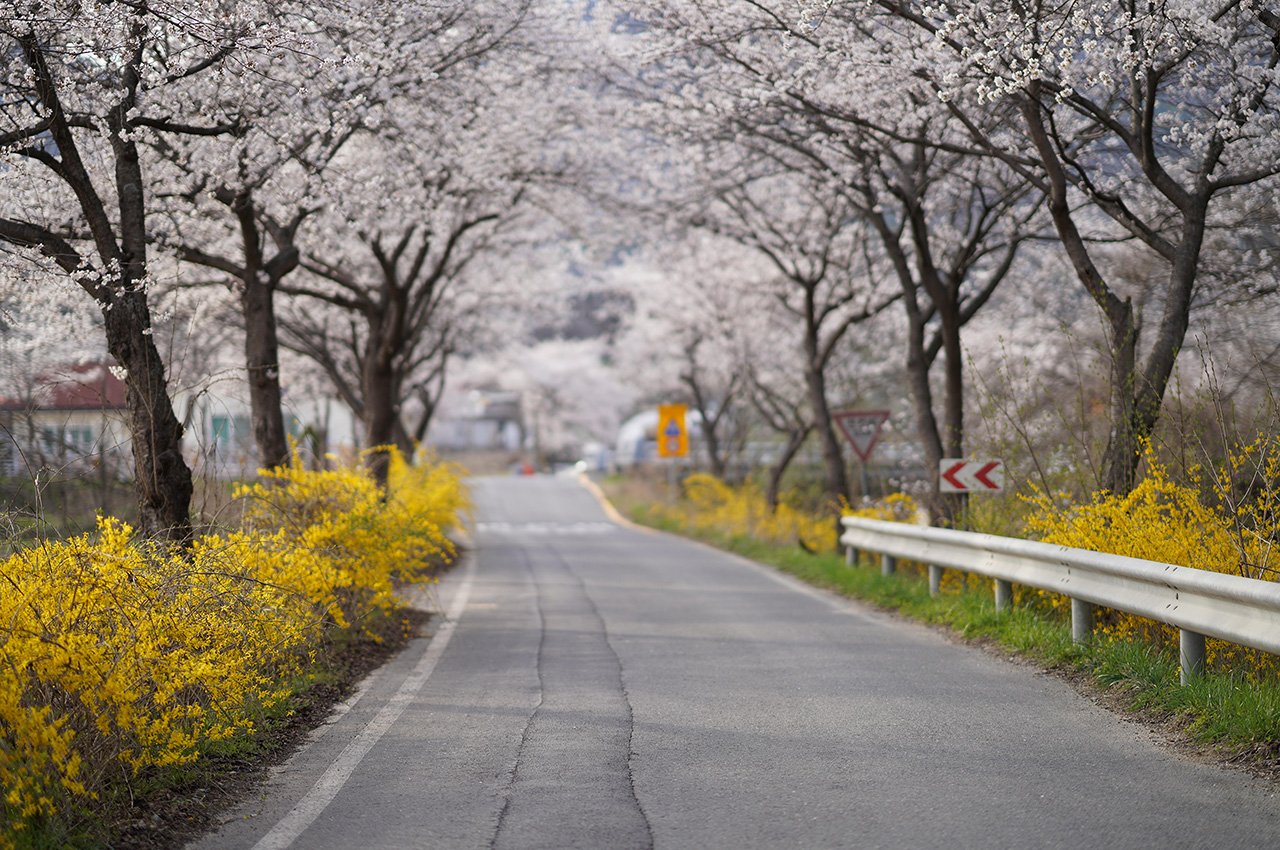 Spring Road