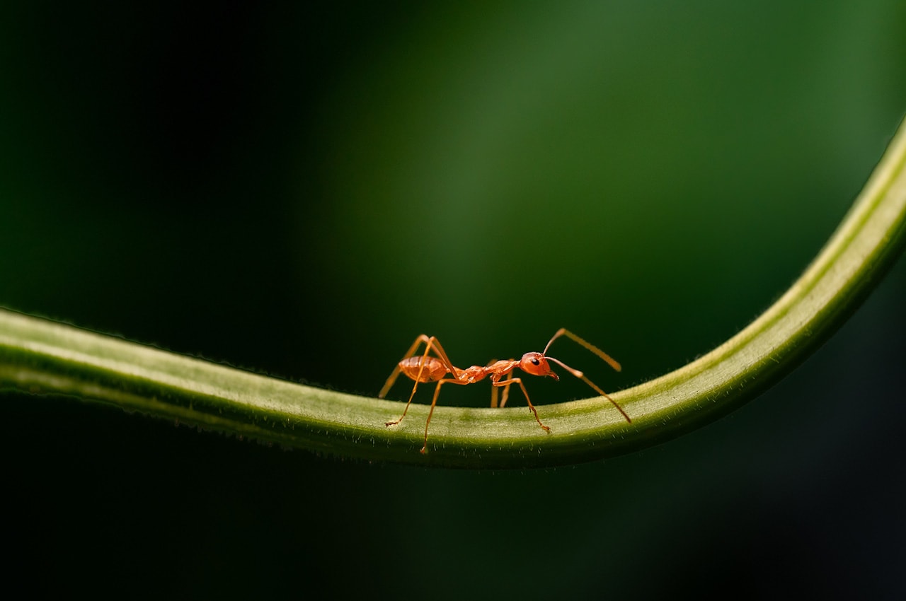 Ant