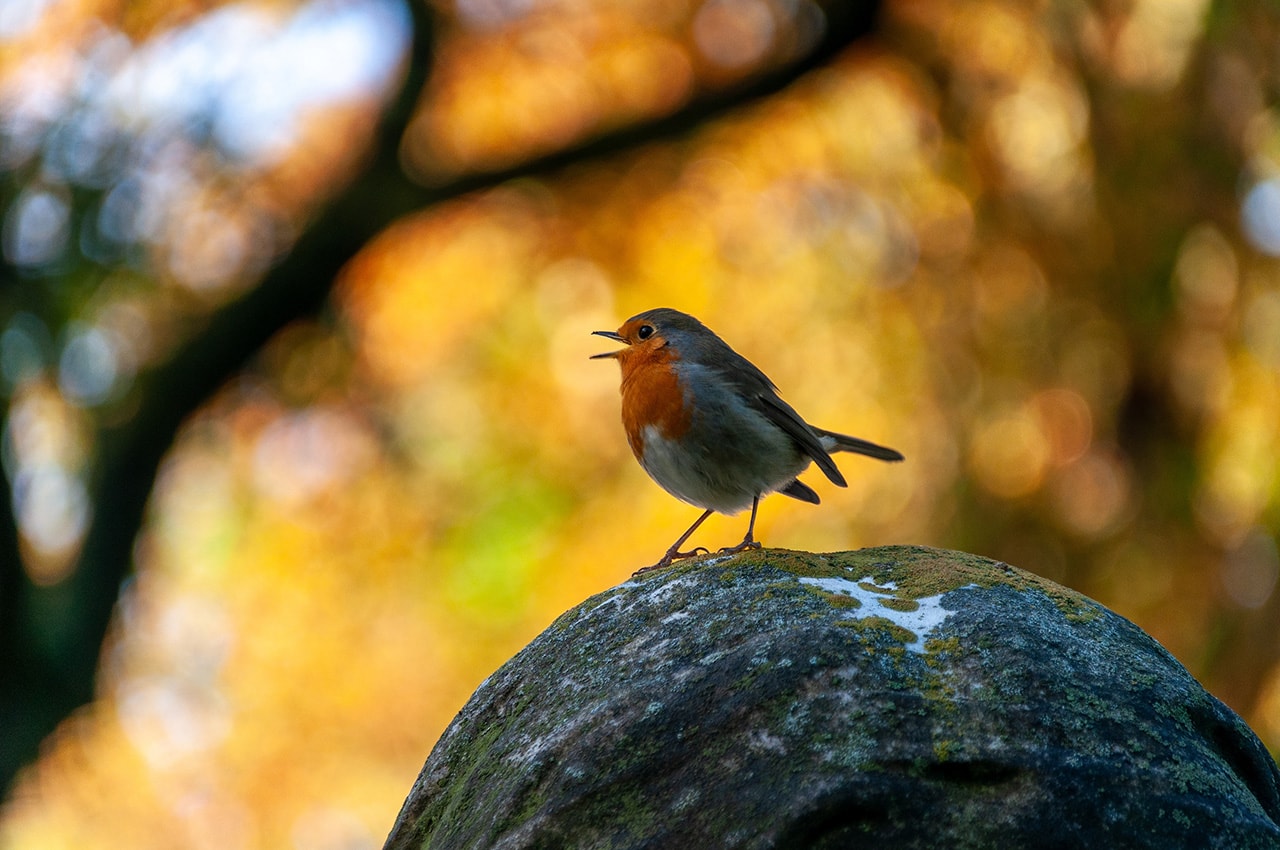 European Robin