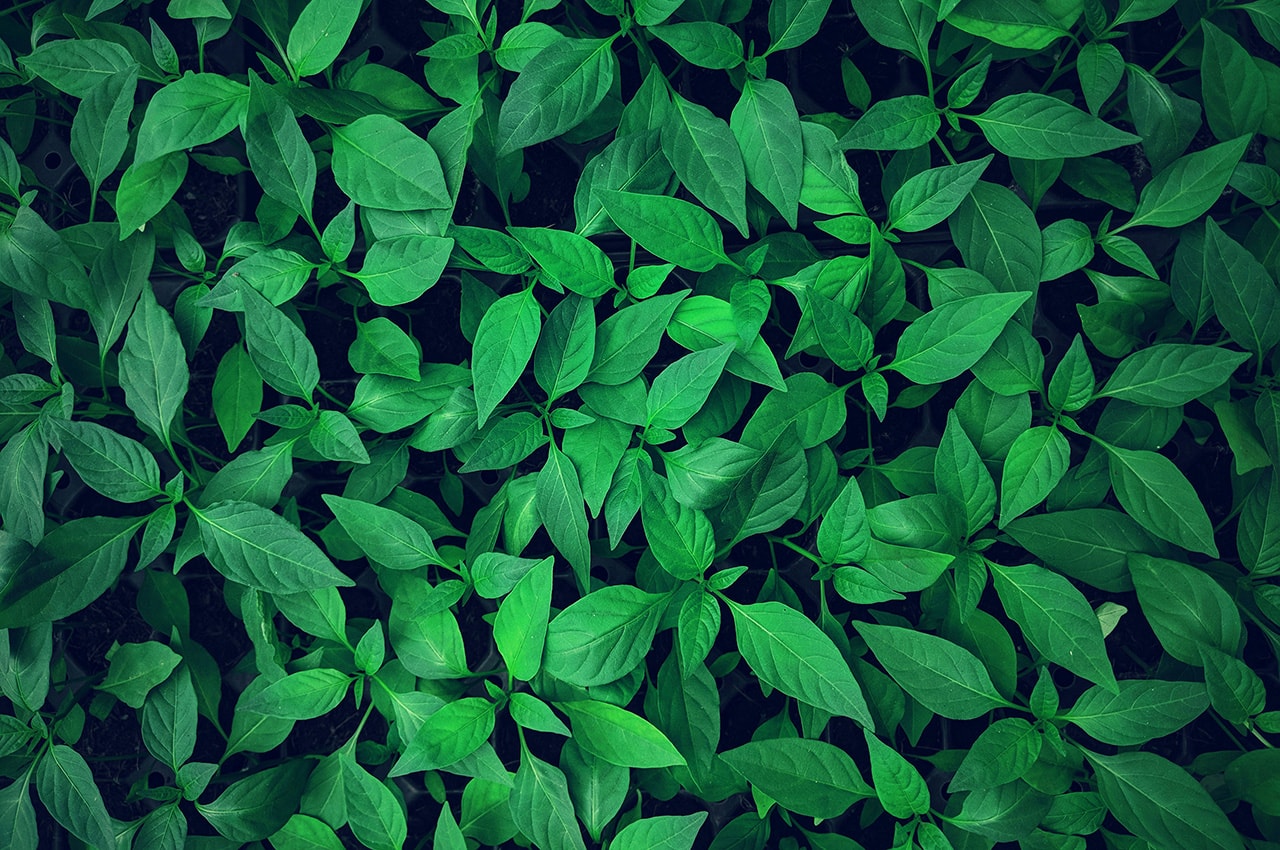 Green Little Forest
