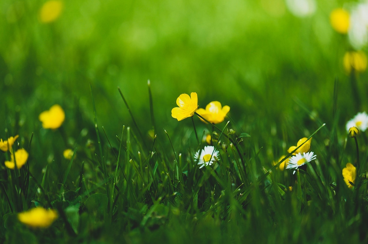 Spring Field