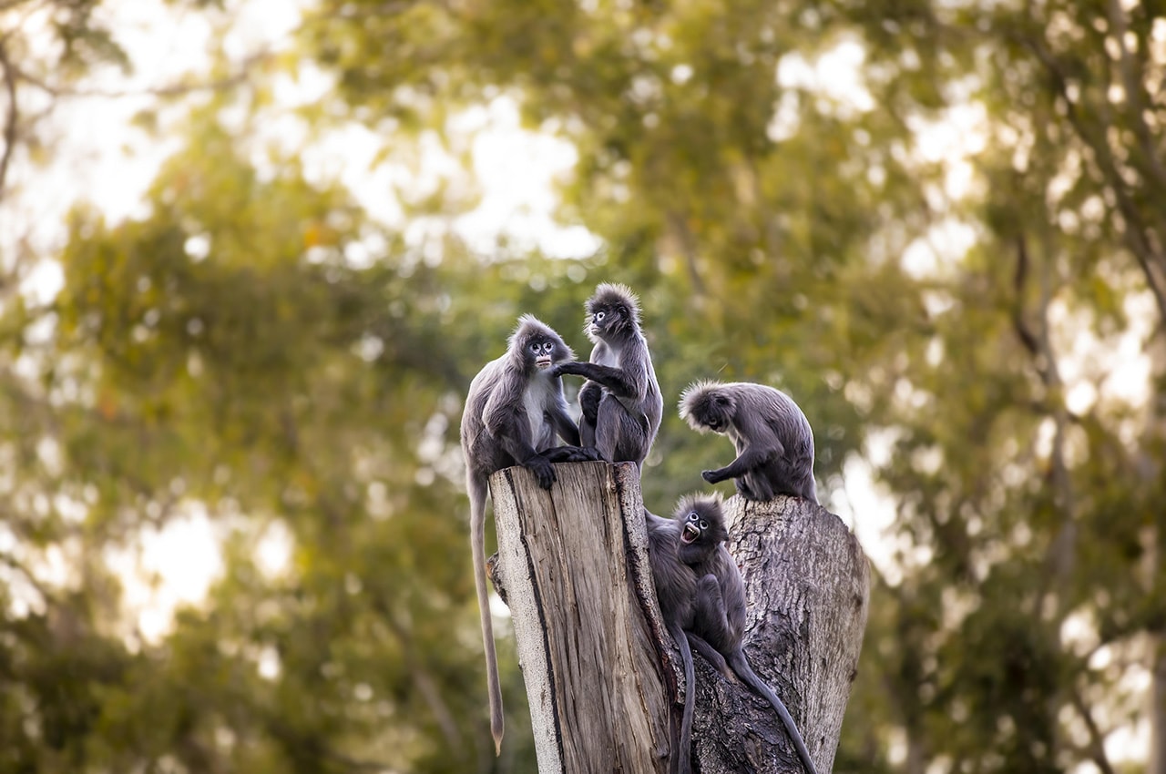 Dusky leaf monkeys