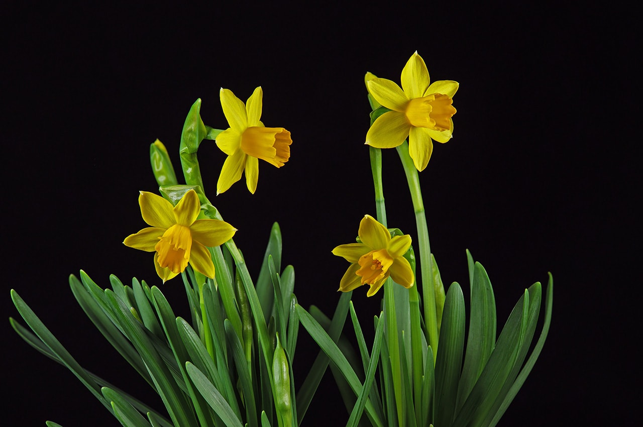 Daffodil