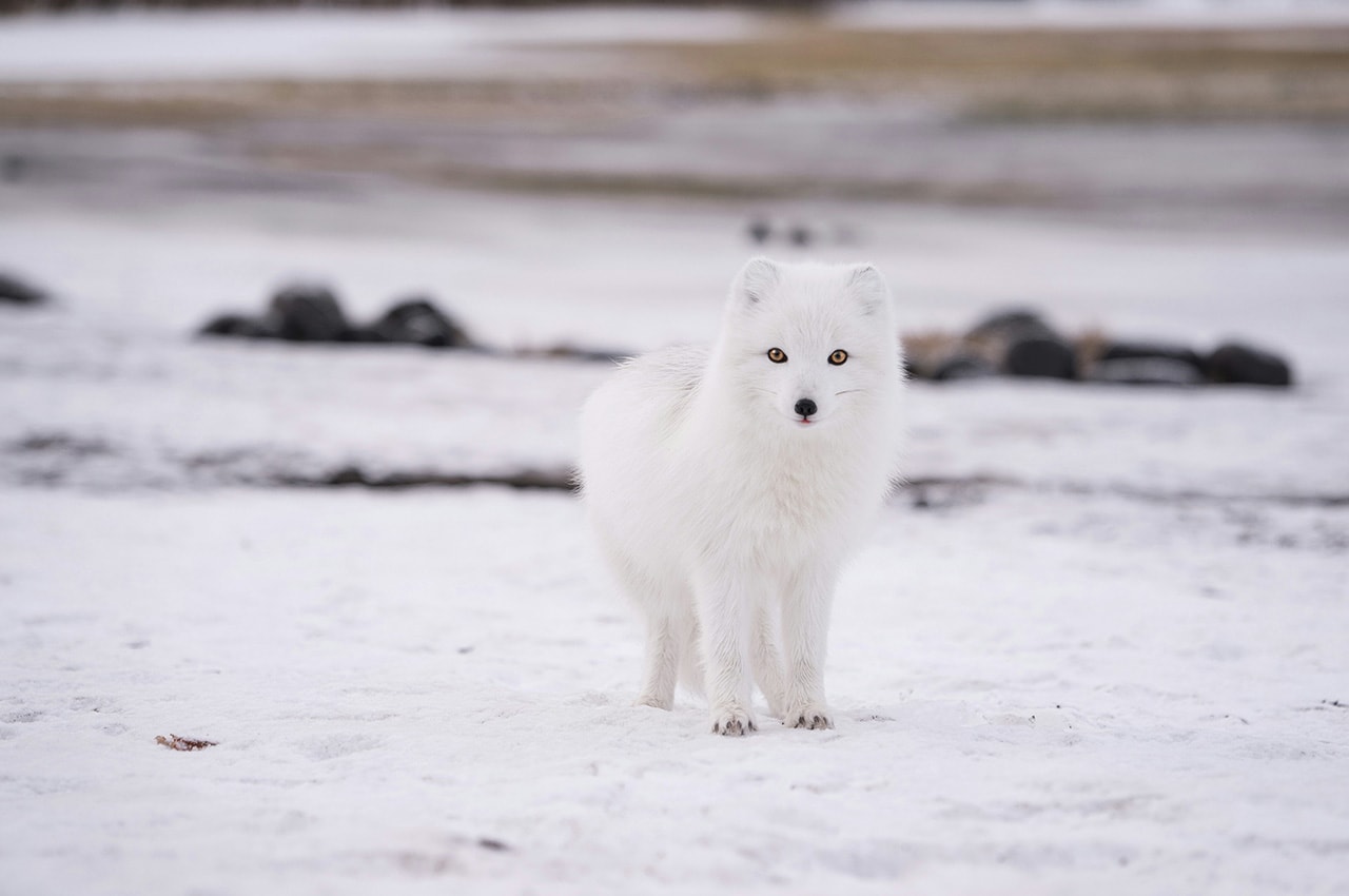 White Fox