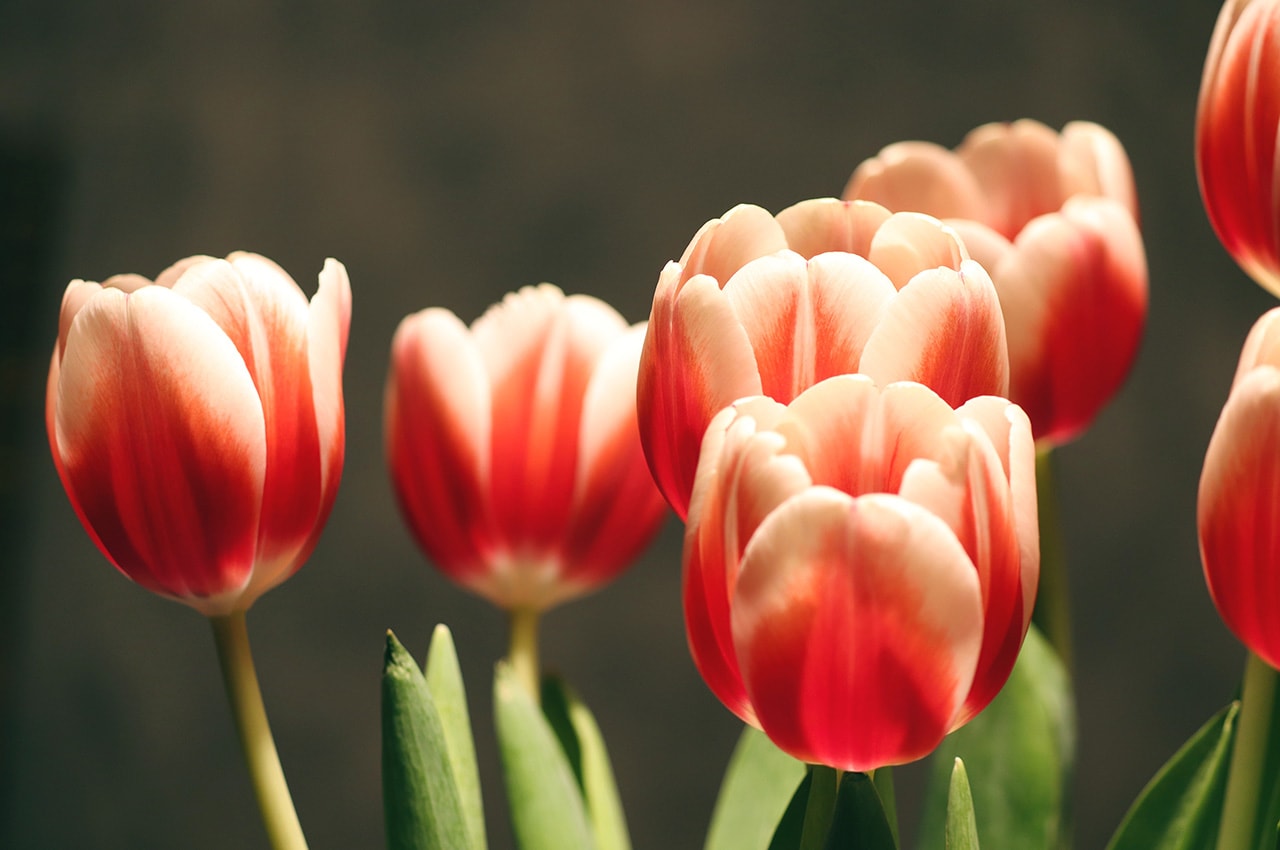 Tulips