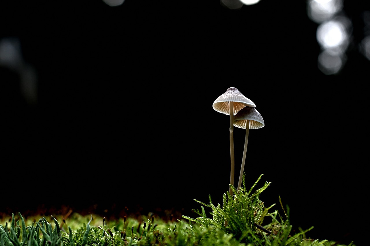 Mushroom Moss