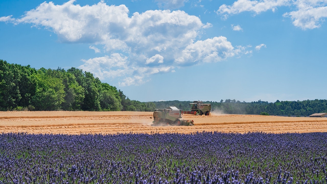 Lavender Field