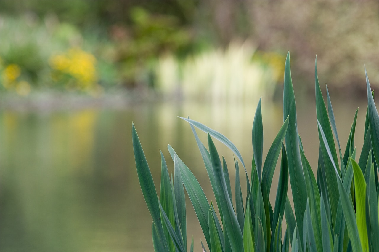 Green Plants