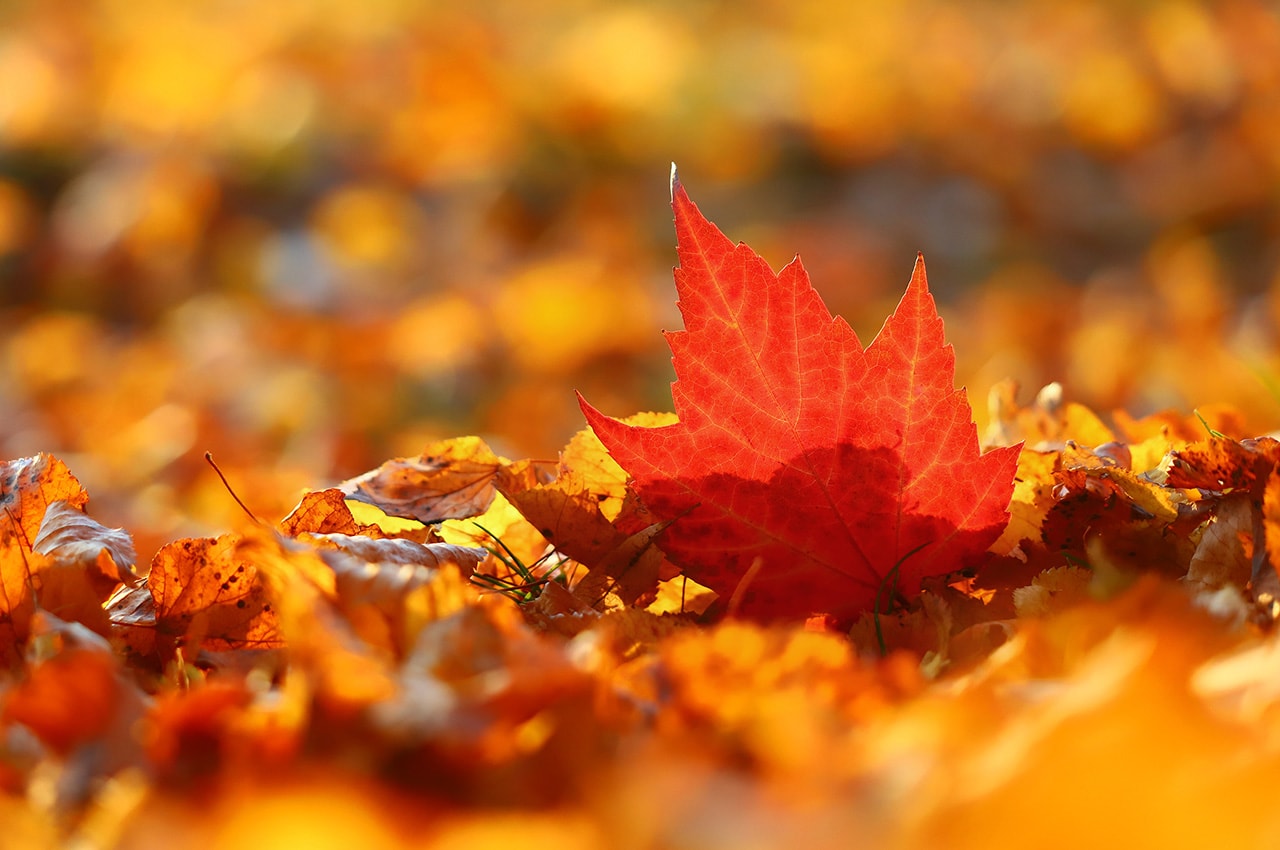Autumn Fallen Leaves