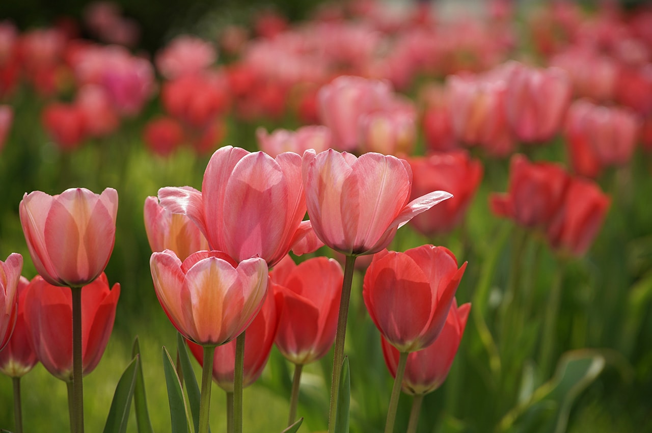 Pink Tulips