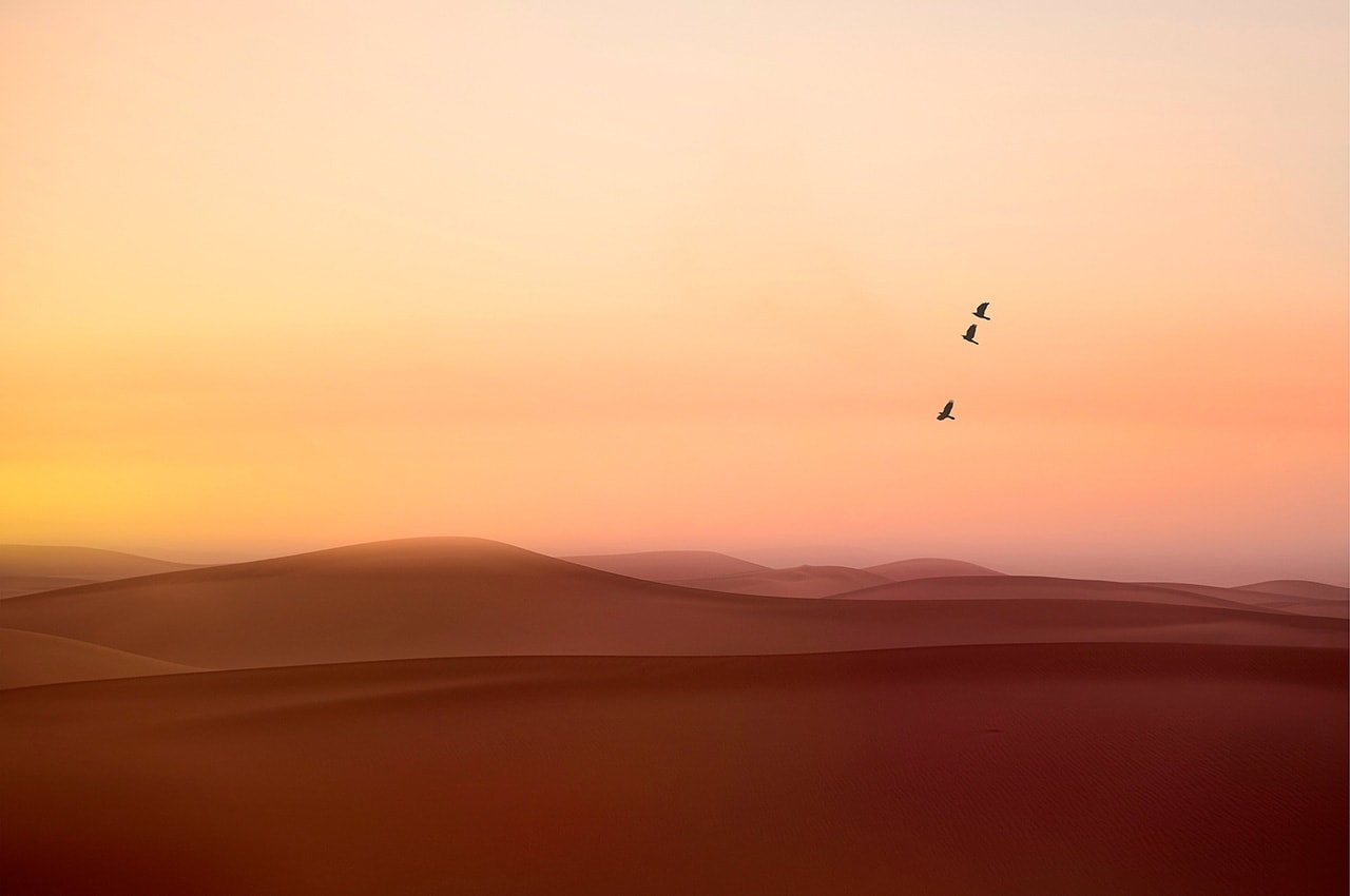 Desert Birds