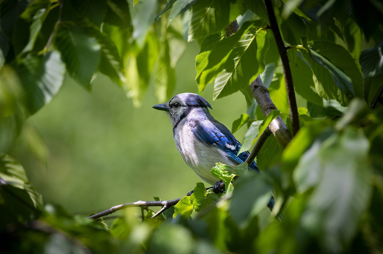 Blue jay