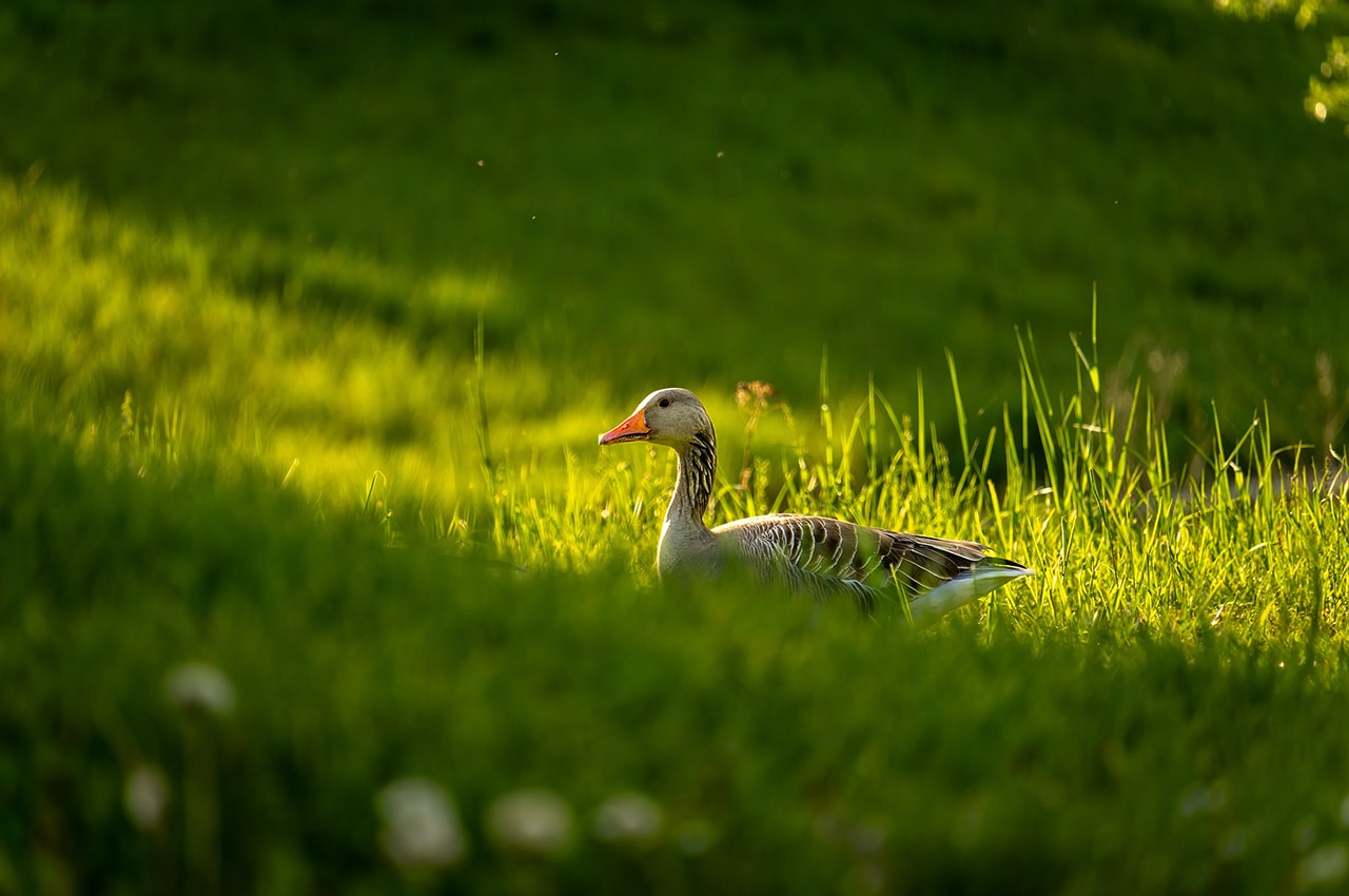 Green Grass Goose