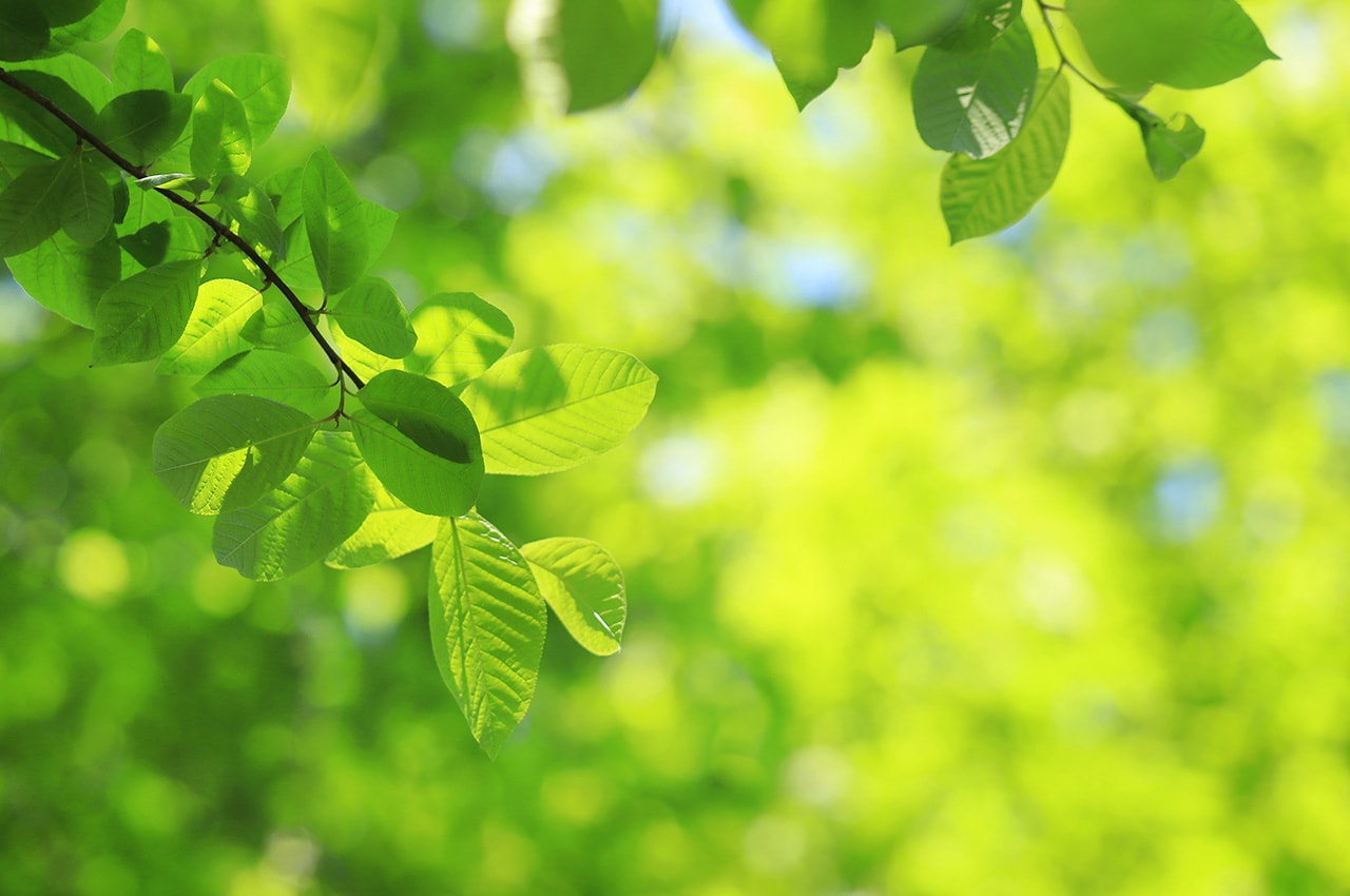 Green Leaves