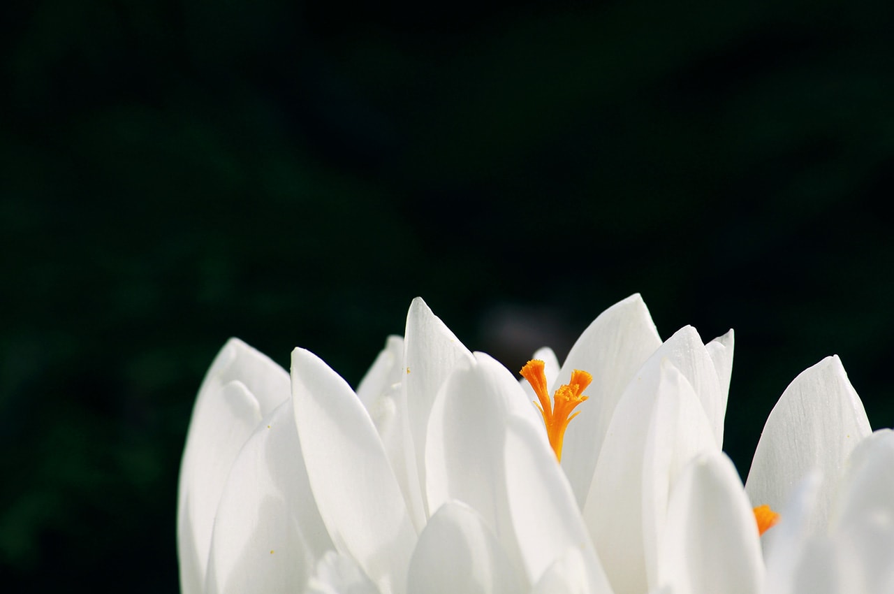 White Crocuses Petals