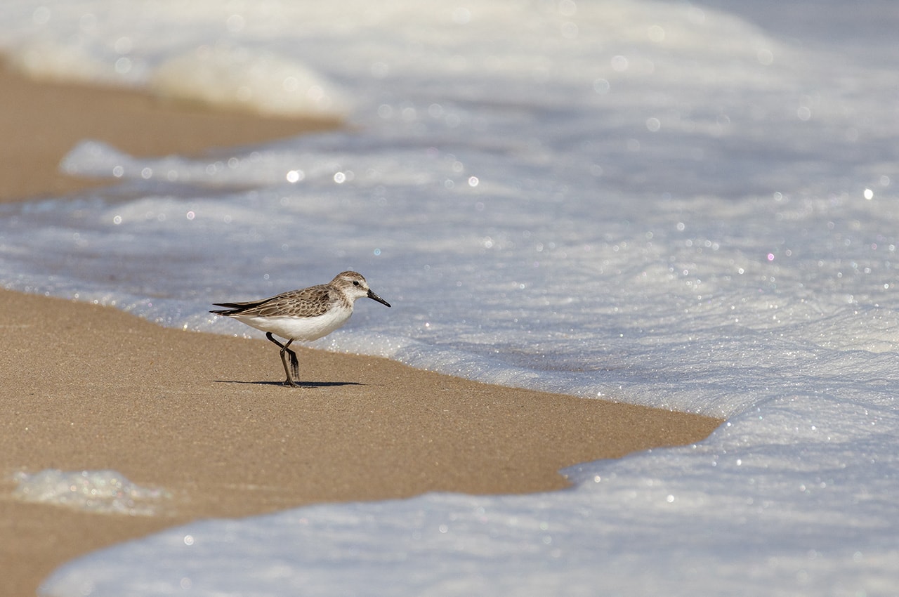 Sandpiper