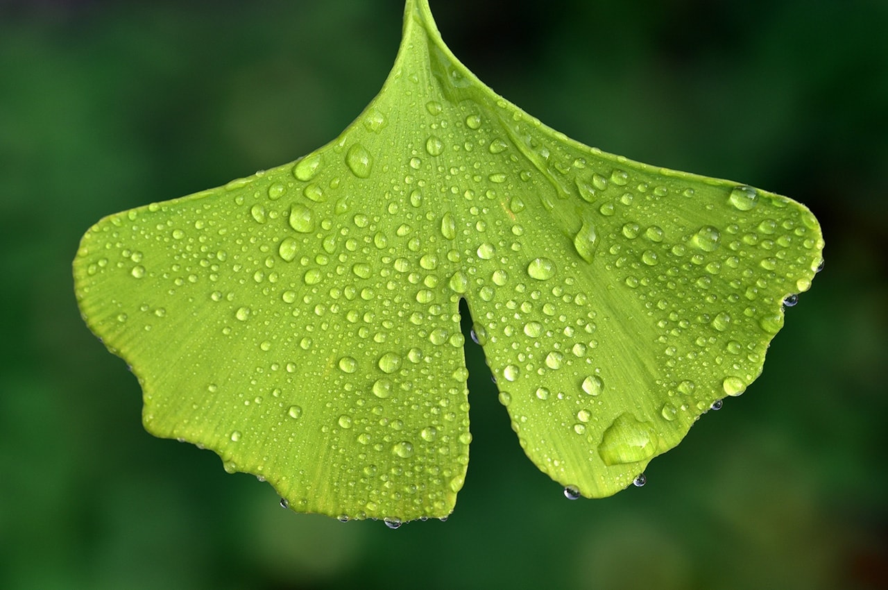 Dewdrops on Ginko Leaf