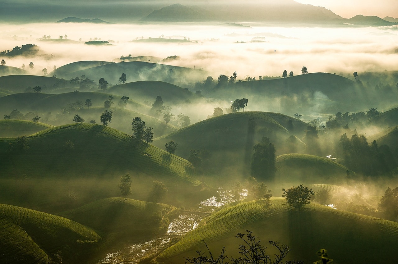 Misty Green Tea Farms