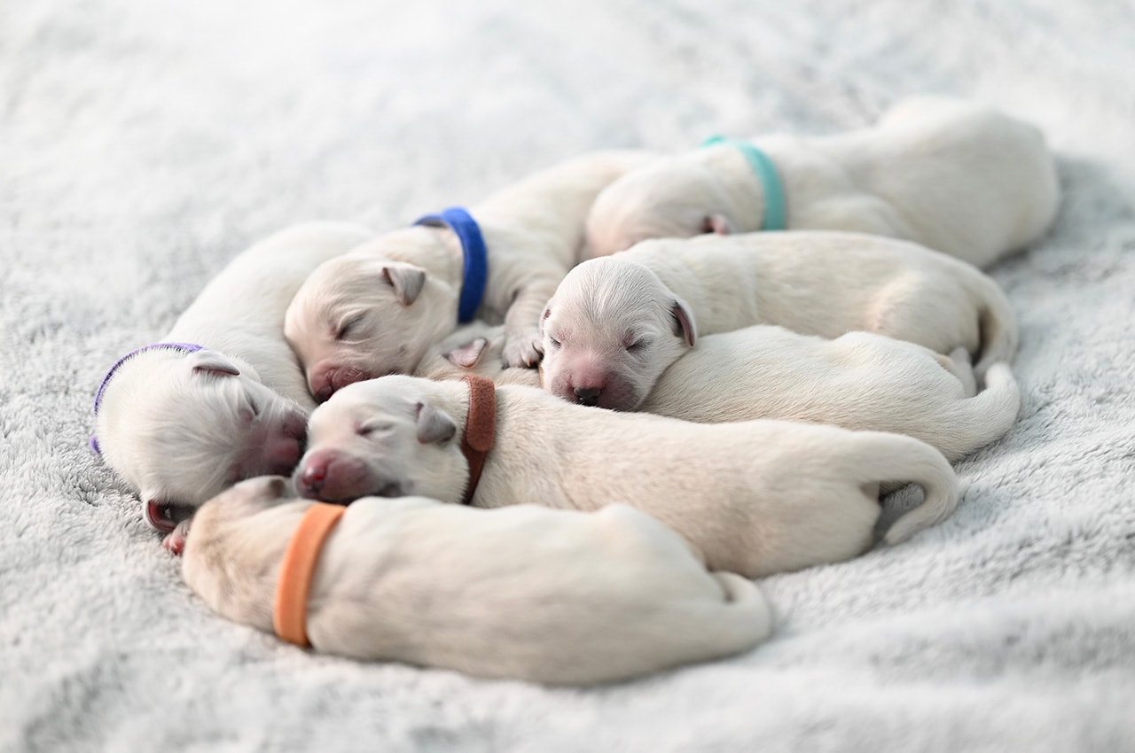 Puppies