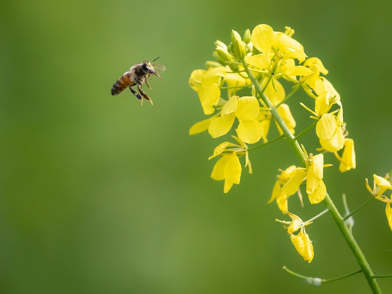 Bee Yellow flower