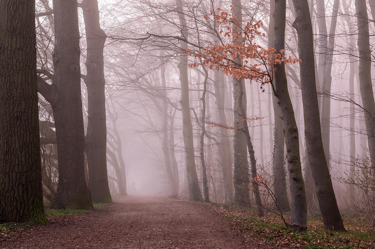 Misty Forest Path