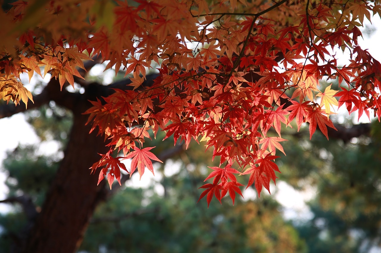 Red Maple Leaves