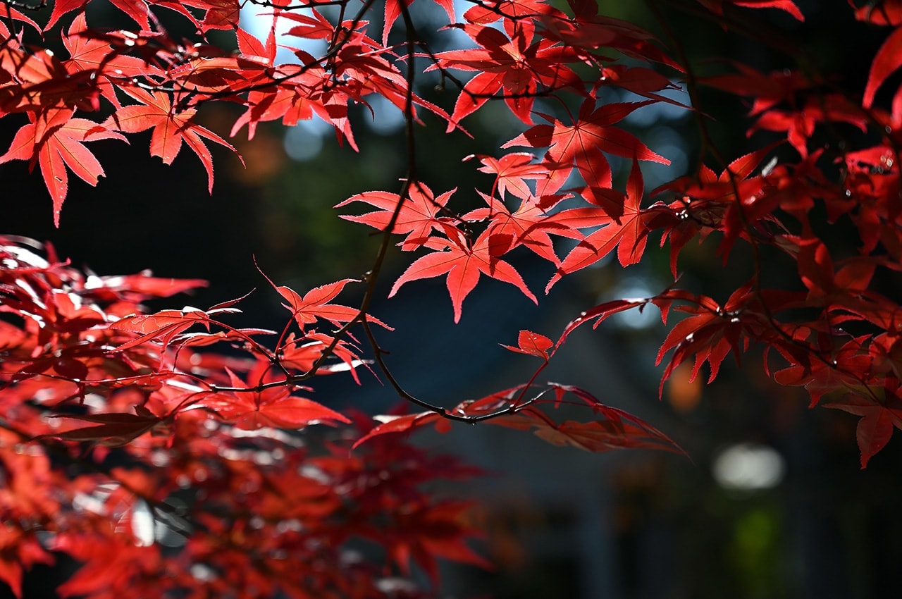 Red Maple Leaves
