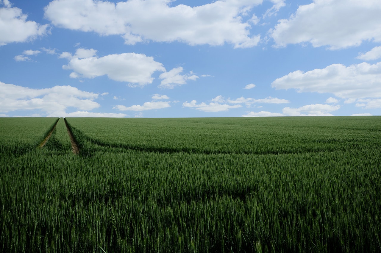 Green Grain Field