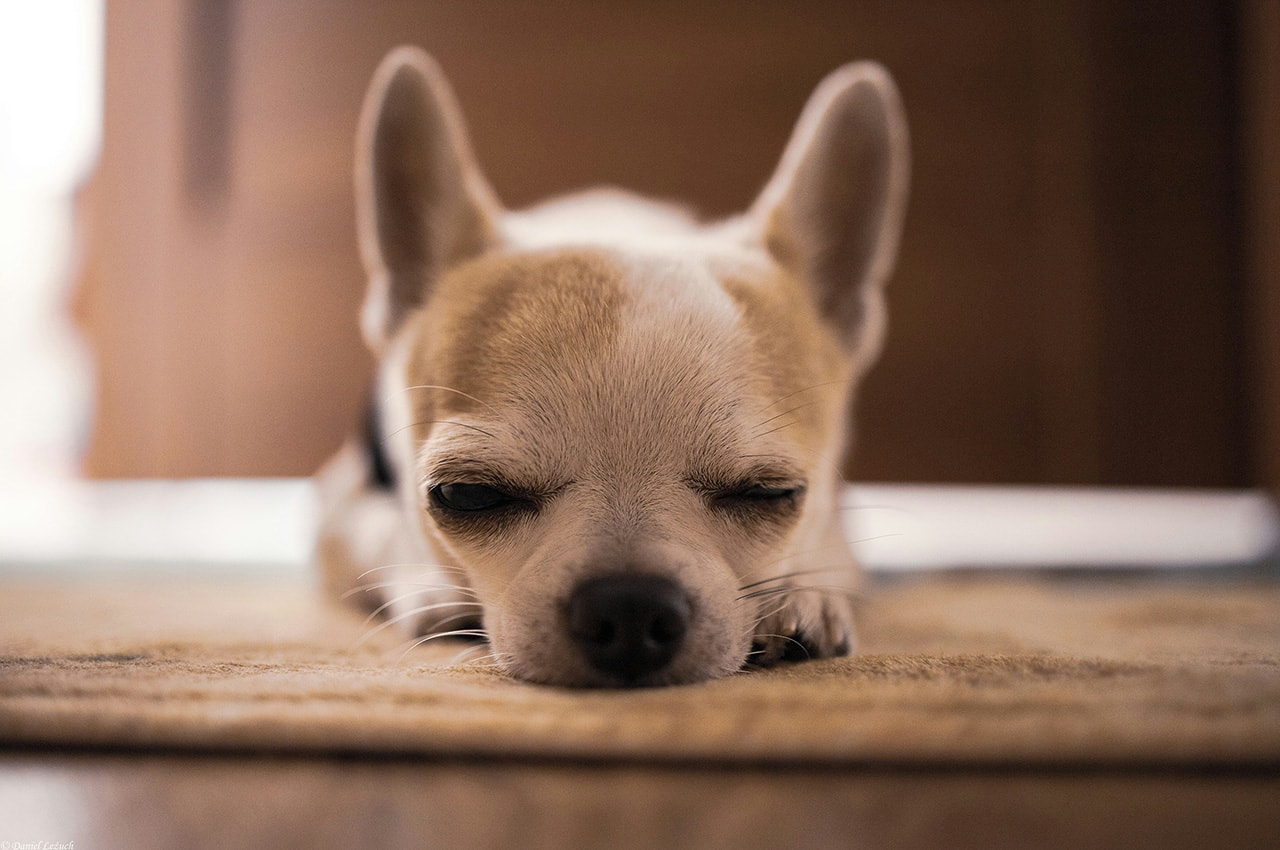 Chihuahua