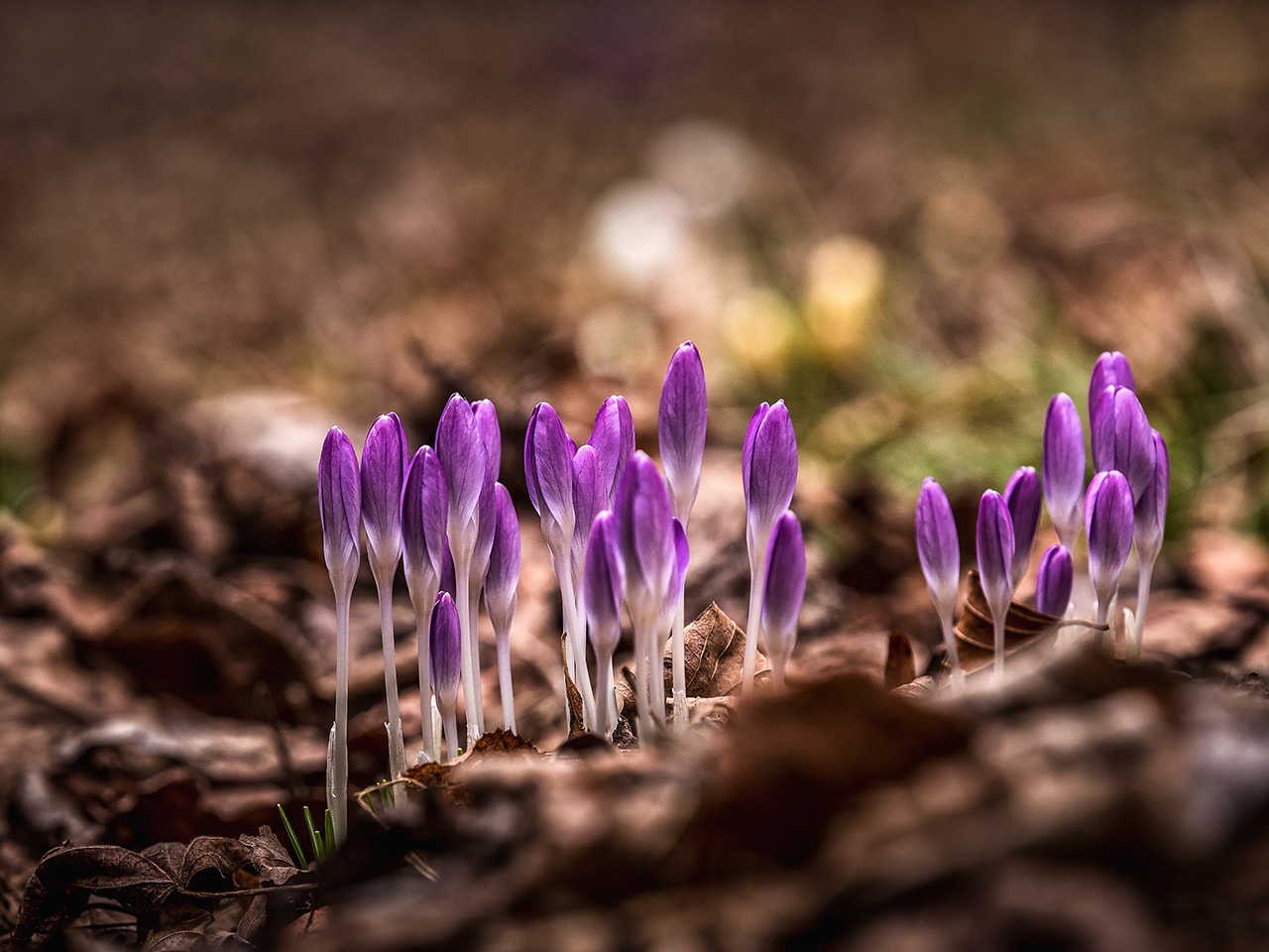 Purple Crocus