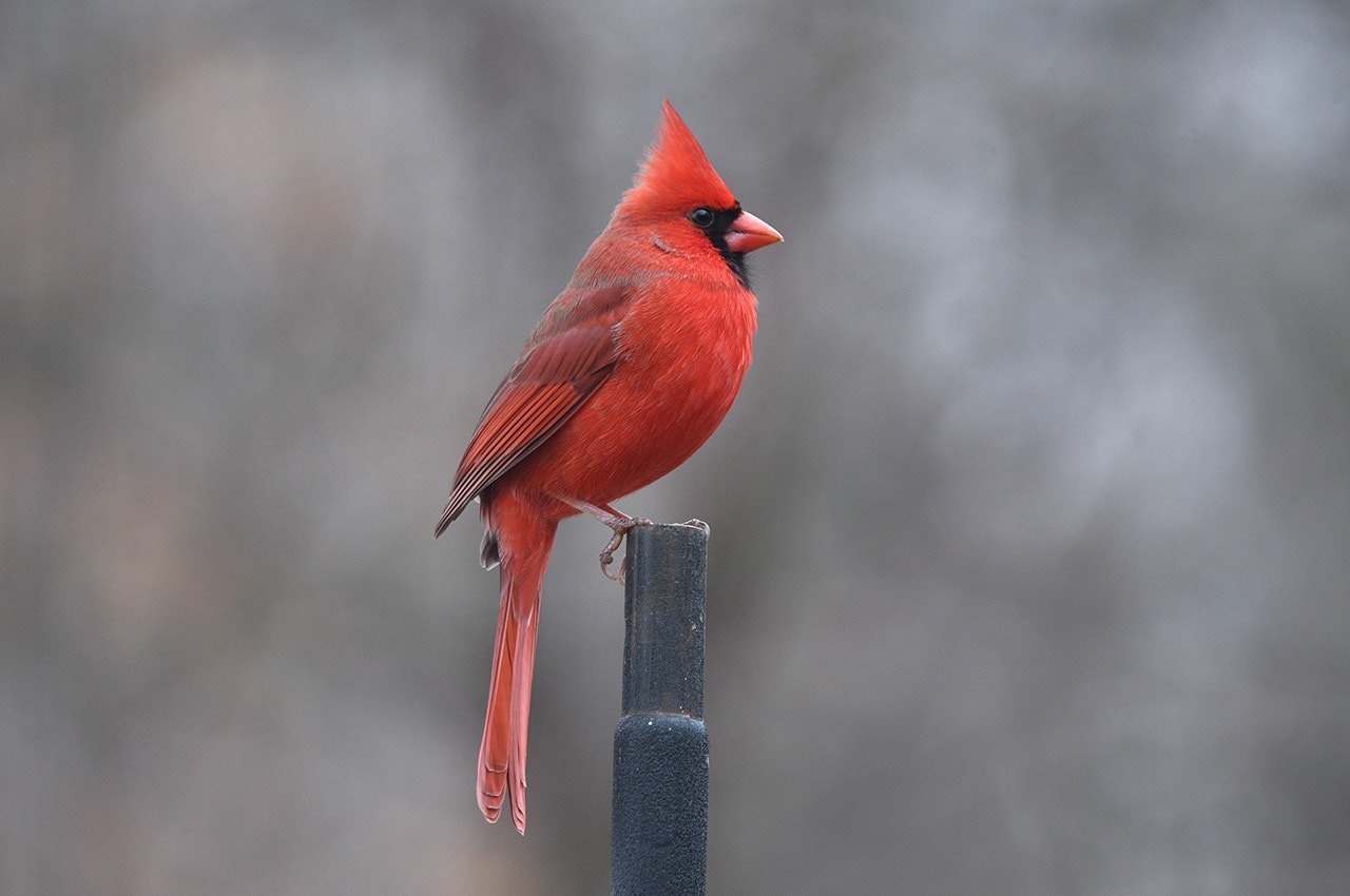 Cardinal